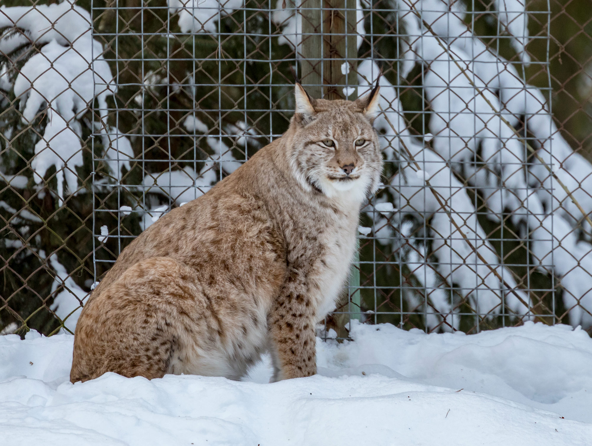 Ähtäri Zoo